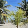 French Polynesia, Aratika atoll, palms