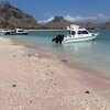 Indonesia, Padar island, Pink Sand Beach