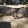 Indonesia, Rinca island, lizard