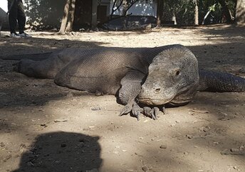 Indonesia, Rinca island, lizard