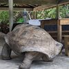 Seychelles, Curieuse island, turtle