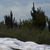 Venezuela, Isla La Orchila island, cacti